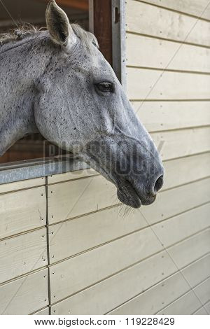 Lipizzan Mare Portrait