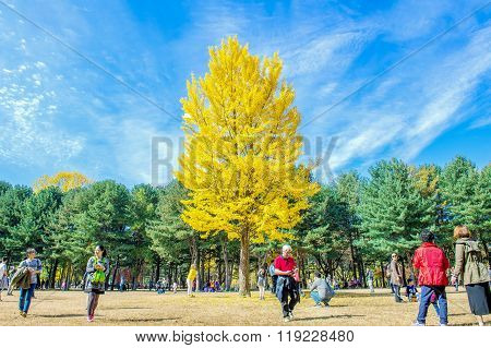 Tourists taking photos of the beautiful scenery in autumn around Nami Island.