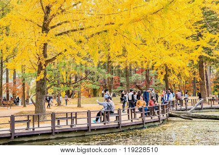 Tourists taking photos of the beautiful scenery in autumn around Nami Island.