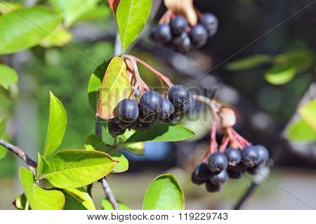 Black Ashberry (aronia Melanocarpa)