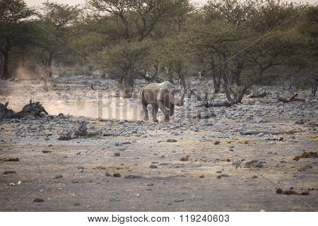 Black Rhino in Etosha National Park, Namibia
** Note: Visible grain at 100%, best at smaller sizes