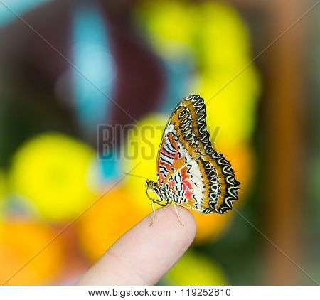 The Color Butterfly Sits On A Finger