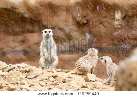 Meerkat Or Suricate