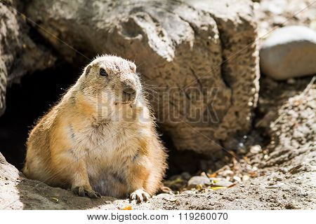 Groundhog watching us watch him watching us