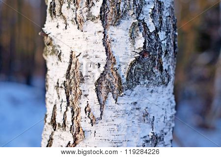 Birch bark