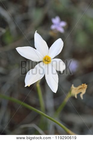 Narcissus Serotinus