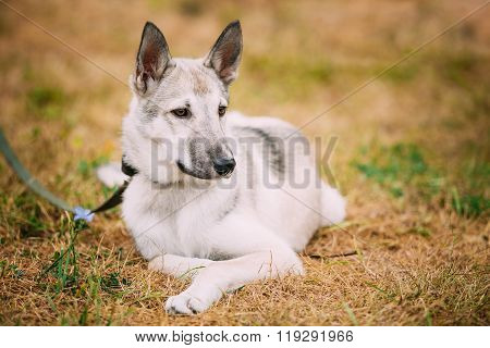 Single Beautiful young russian Laika puppy Dog sitting on dry gr