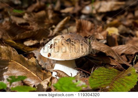The cep in the forest