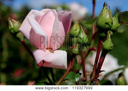 Beautiful Pink Rose Bud In The Garden