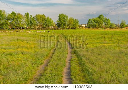 Evening landscape with earth road through water meadow in rural area