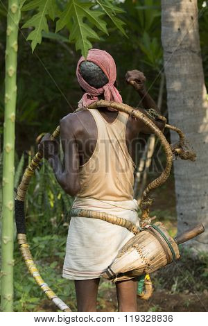 Editorial documentary, India Tamil Nadu Pondicherry, june 25 2015. Old poor professional climber on coconut tree-gathering coconuts with rope