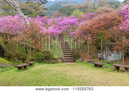 Beautiful Azaleas blossoming at Tenpaku Park in Nagiso, Nagano during Spring in Japan