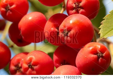 Rowan Berries Close-up