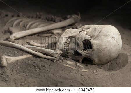 Skeleton