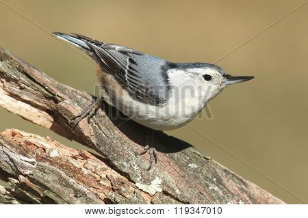 Nuthatch On A Tree