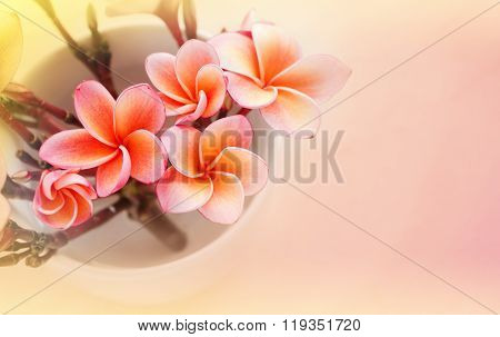 (soft Vintage) Pink  Frangrant Flowers Plumeria Or Frangipani In White Cup