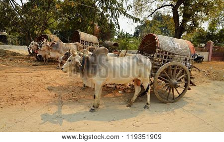 Cow Carriage Taxi At Mingun Pagoda In Mandalay