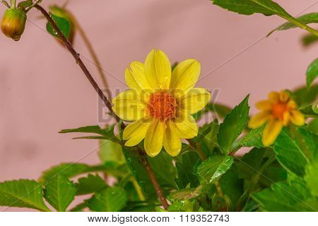 Garden yellow flowers