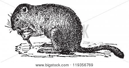 Economic vole, vintage engraved illustration. Dictionary of words and things - Larive and Fleury - 1895.