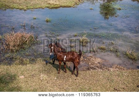 Two Goats At A Prairie