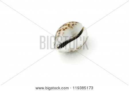 sea shell