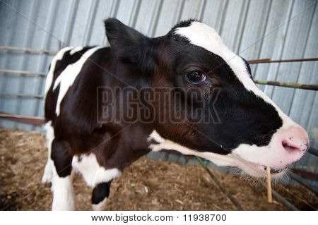 Holstein Calf