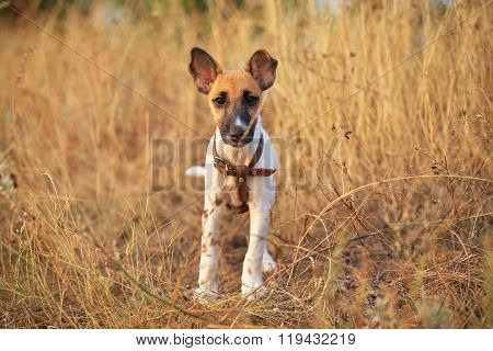 Young smooth fox terrier sitting in the meadow