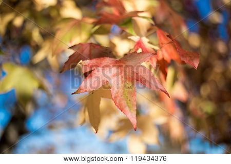 Autumn leaves. Red yellow. The blue sky on background.