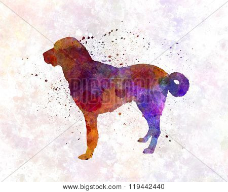 Anatolian Shepherd Dog In Watercolor
