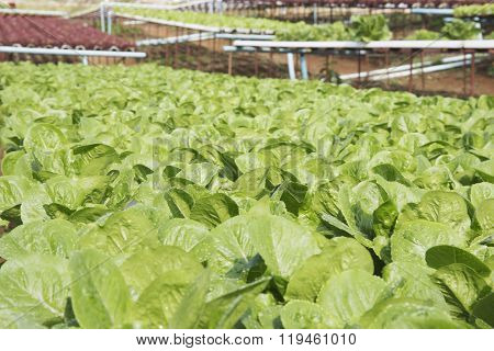 Organic Vegetables Hydro Phonic Plantation