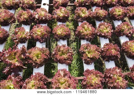 Organic Vegetables Hydro Phonic Plantation