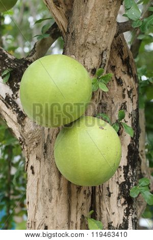 Green Calabash Tree, Wild Crescentia