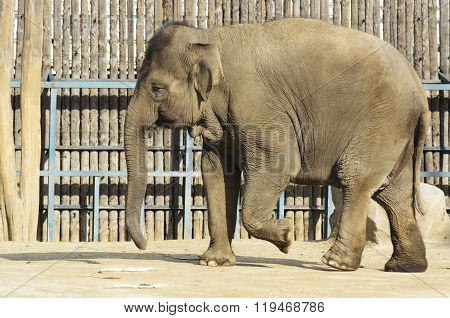 The elephant in the zoo. Big big strong animal. Safari object. Huge tusks.