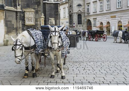 Horses in harness. Blinders saddle bridle and other attributes on horseback. Sport Horse Riding. Karetnaya team.