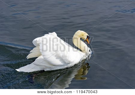 White swan on the water. Most large water bird with a long neck and a well-developed the flying muscles.