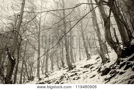 Fog In Forest