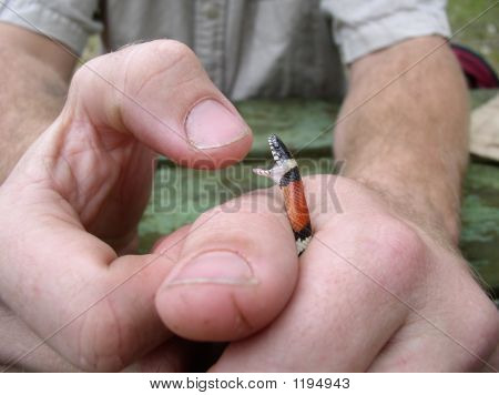 Louisiana Milksnake kousání