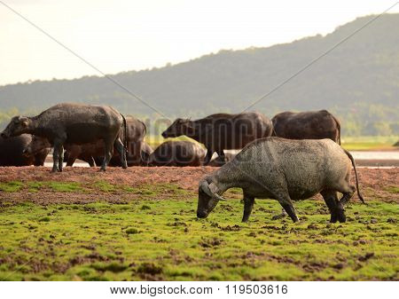 Thai Buffalo walk over the field go back home with sunset. Life' Machine of Farmer.