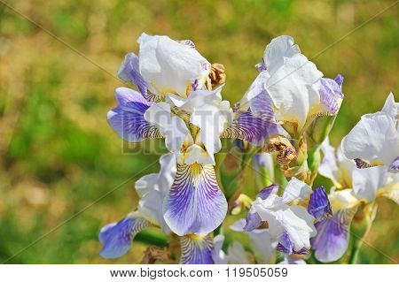 Iris Flower