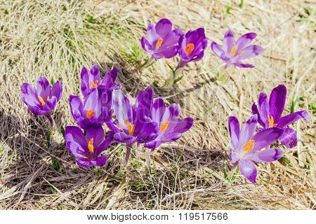 Several Crocus Vernus Against The Backdrop Of Dry Grass