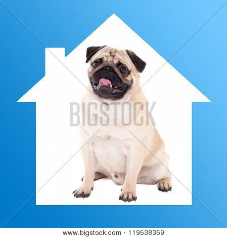 Safe Home Concept -pug Dog Sitting In Blue House Frame