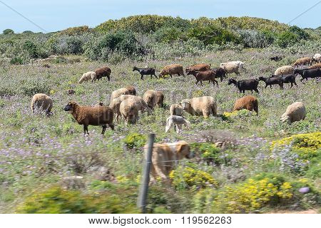Sheep Herd In A Grass Field, Portugal