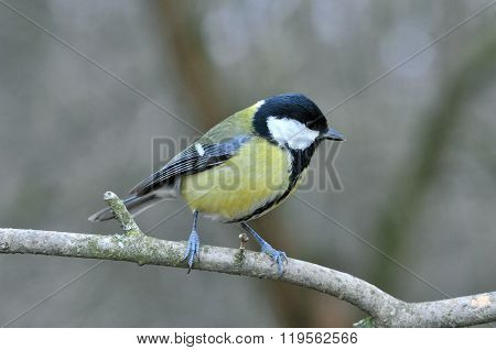 Great Tit sitting on a branch.