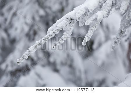 Winter trees detail