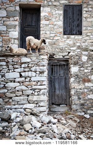 Sheep on the walls of a deserted house in Kastro, Thassos, Greece