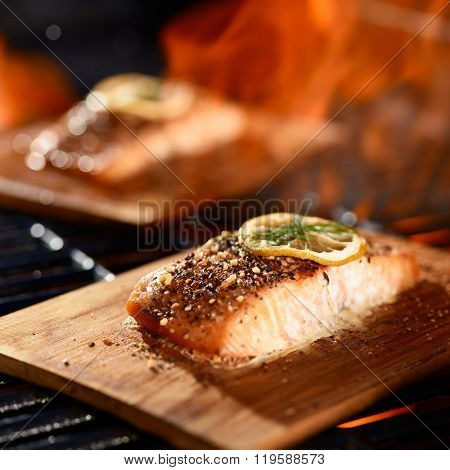 salmon fillets cooking on cedar planks on grill