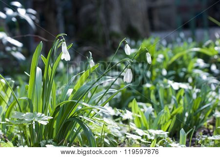 Snowdrops in the green forest
