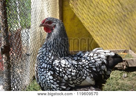 Hen walking on the barnyard. Young chicken standig alone on barn yard in the chicken coop