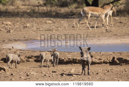 Warthog Family Standing At Waterhole After Drinking