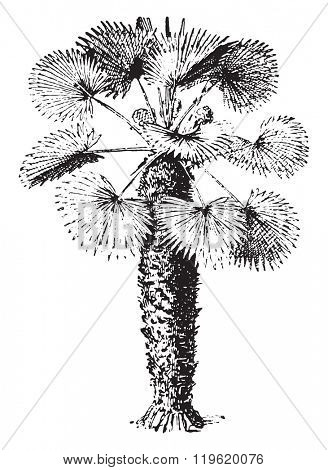 Chamaerops, vintage engraved illustration. Dictionary of words and things - Larive and Fleury - 1895. 